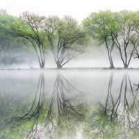 西湖嘅春天，連空氣都瀰漫住綠色嘅味道。