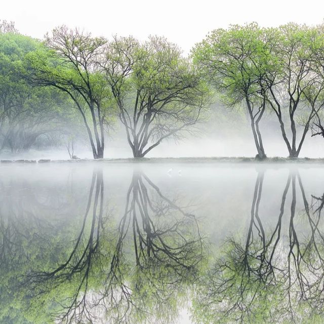 西湖嘅春天，連空氣都瀰漫住綠色嘅味道。