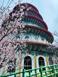 台北——天元宮賞櫻！