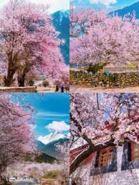 三四月份西藏林芝賞花攻略！