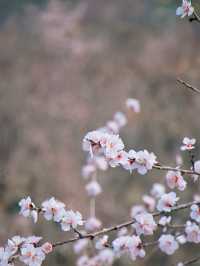 杭州 | 瑤山遺址公園賞桃花遊玩攻略