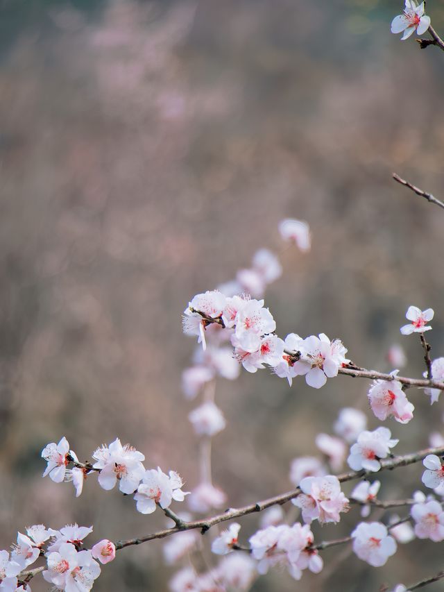 杭州 | 瑤山遺址公園賞桃花遊玩攻略