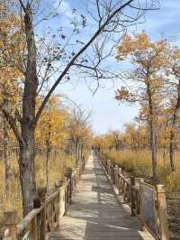 加拿大7日深度遊 玩轉經典不留遺憾