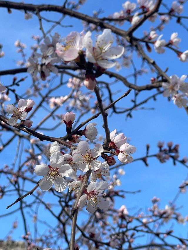 北京明城牆梅花林盛放（附攻略）