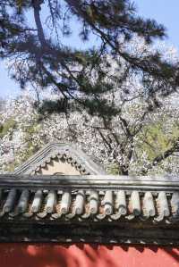 北京的春天 | 京城春日賞花漫遊指南。