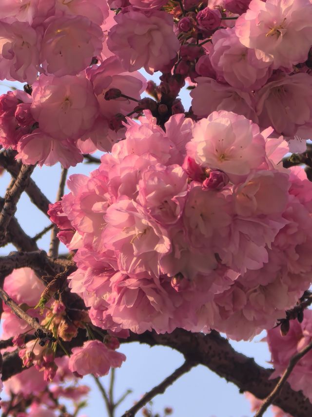 昆明賞櫻花的季節到啦！