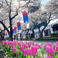 🌸濟州島典農路 | 沉浸式賞櫻全攻略
