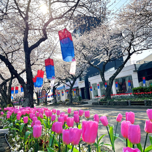 🌸濟州島典農路 | 沉浸式賞櫻全攻略