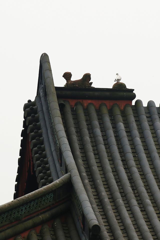 寧波尋春，免費又幽靜的天童寺簡直不要太美