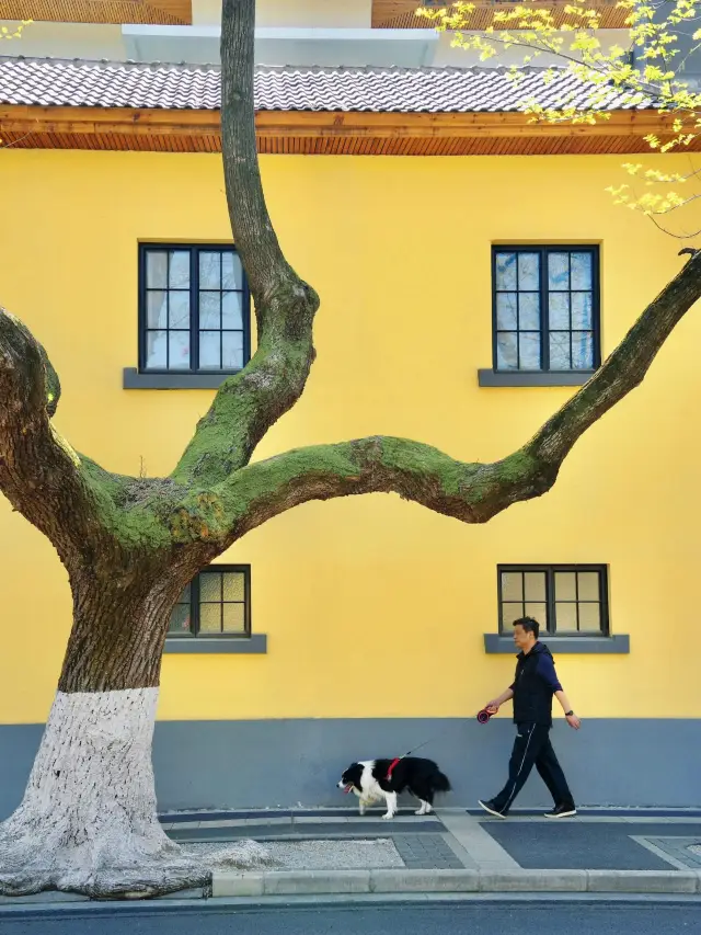 春に南京へ行くなら、花見シティウォークの撮影スポットコースを見逃さないで！