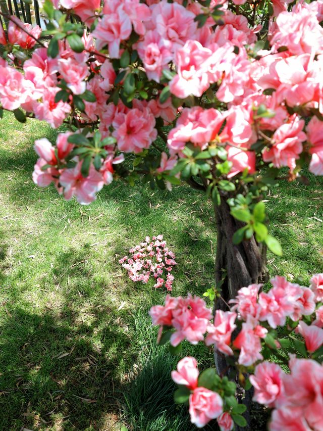 以為臨平公園夠美了！直到去了湖州杜鵑花海