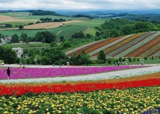 Encounter the beauty of flower fields and mountains in Hokkaido's midsummer.
