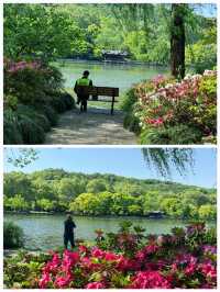 西湖賞花｜孤山公園杜鵑花滿開啦4月17日杭州剛回