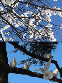 雲深不知處，只緣身在此山中