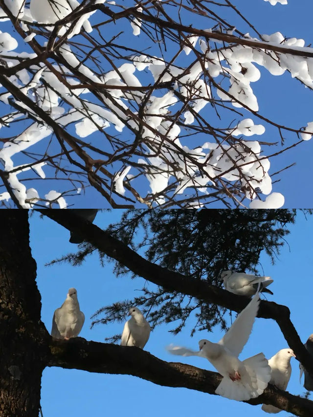 雲深不知處，只緣身在此山中