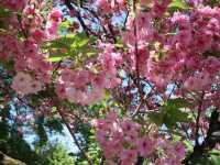 🌸京都御苑4月下旬的櫻花盛宴🌸
