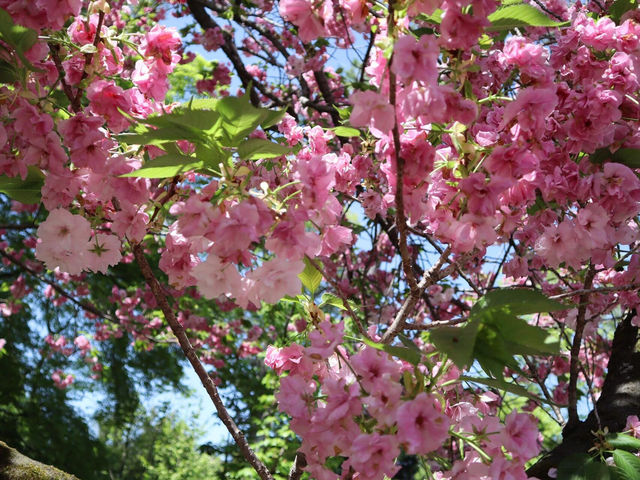🌸京都御苑4月下旬的櫻花盛宴🌸