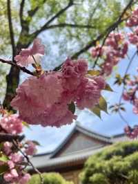花雨輕落，國會大道的春日私語