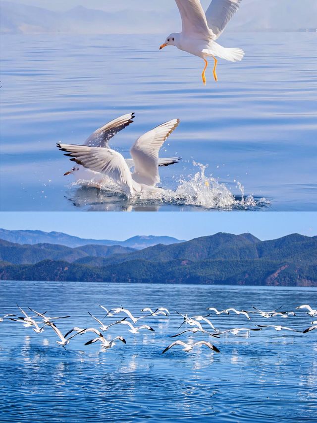 瀘沽湖「水性楊花」真相！當地人都唔敢講嘅秘密！