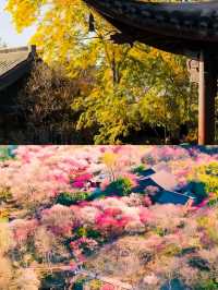 西溪濕地公園