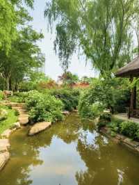 【鄭州月季公園｜被低估嘅初夏頂流！人少花多快啲嚟！】