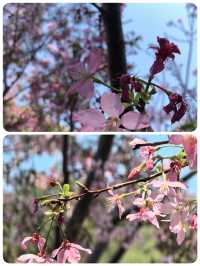 狐尾山櫻花谷「春風來信 櫻花寄語」
