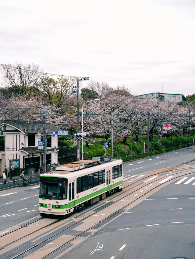 東京 | 搭乘昭和風情的櫻花電車🌸
