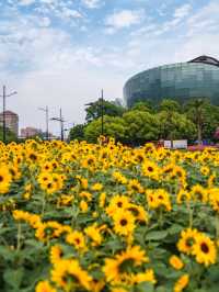 魔都驚喜 | 浦東向日葵花海奇遇🌻