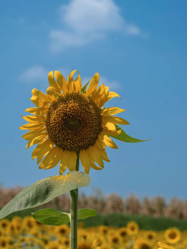 🌻成都隱藏美景！孤樹與熱鬧向日葵花海