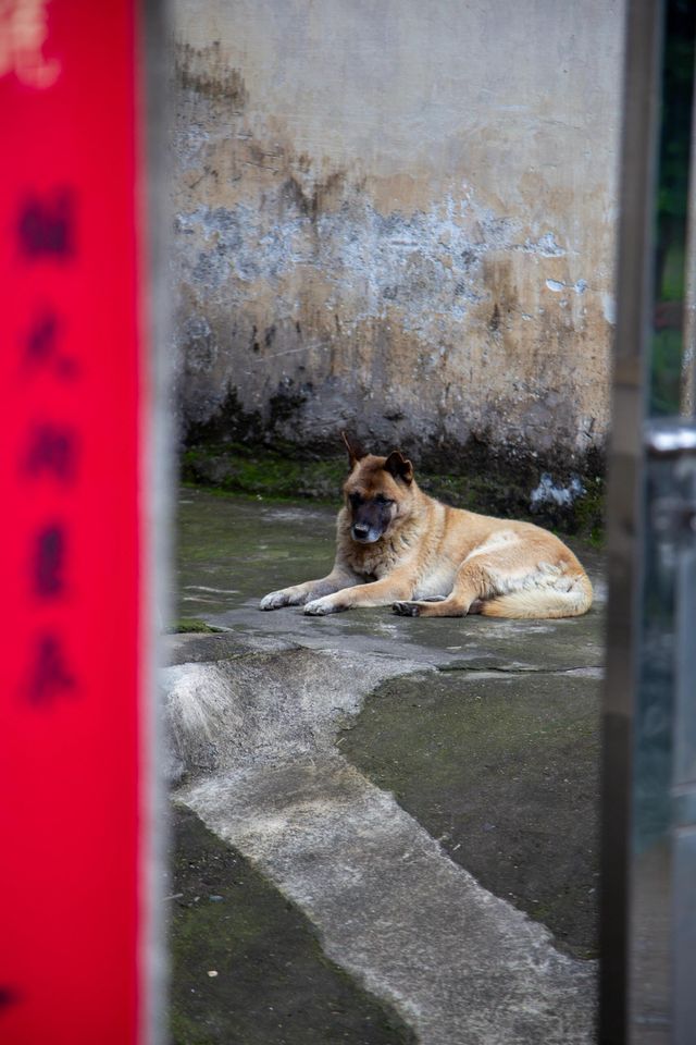 芹川古鎮｜藏了700年的江南淚