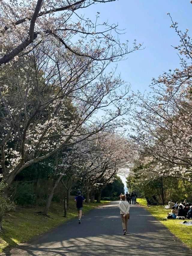 東京葛西臨海公園交通攻略：邂逅灰藍調的愜意時光