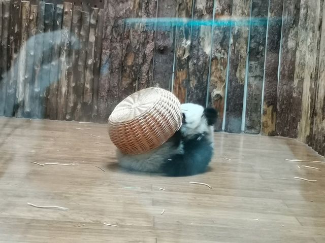 成都大熊猫繁育研究基地｜避開人潮的在地玩法