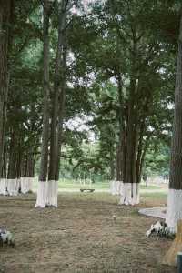 臨沂周邊週末遊：春夏嘅生生園靜謐生機