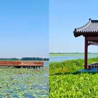 白洋淀真實遊玩體驗：北方水鄉的煙火氣與詩意
