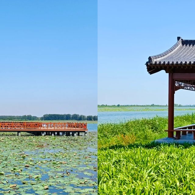 白洋淀真實遊玩體驗：北方水鄉的煙火氣與詩意