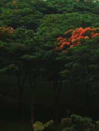 廈門鳳凰花地圖 | 邂逅一城絢爛