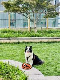 Secret Garden in Taikoo Hui Mall - A Pet Haven