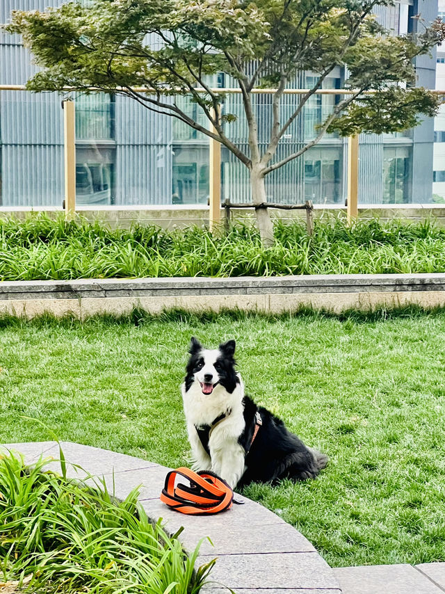 Secret Garden in Taikoo Hui Mall - A Pet Haven