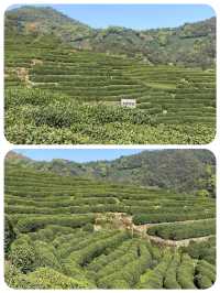 快嚟龍井村品茶行山 將春天嘅味道帶返屋企