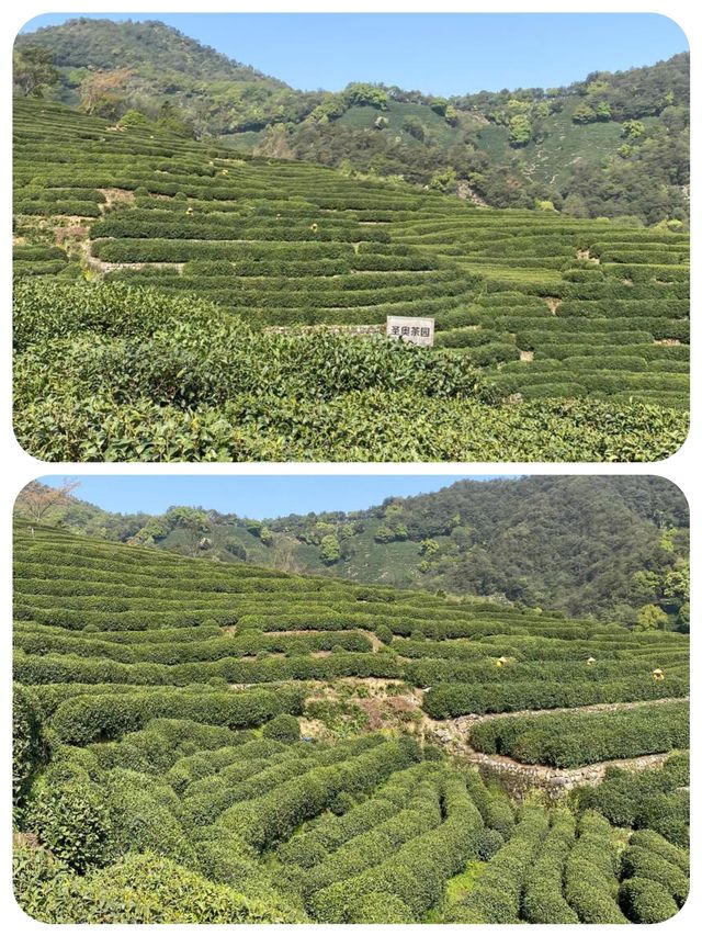 快嚟龍井村品茶行山 將春天嘅味道帶返屋企