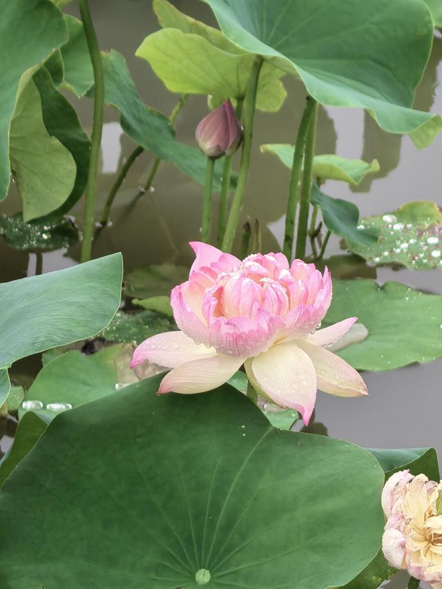 煙雨圓明園：江南韻與歷史愁