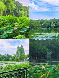 合肥賞荷攻略｜夏日限定版城市美學
