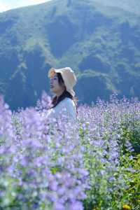 新都橋嘅薰衣草開花啦，夏日限定嘅浪漫紫色花海！