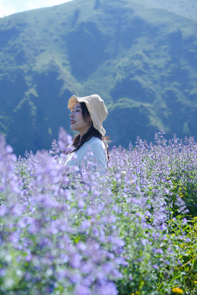 新都橋嘅薰衣草開花啦，夏日限定嘅浪漫紫色花海！