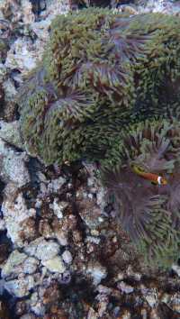 Best House Reef Snorkeling at NH Collection