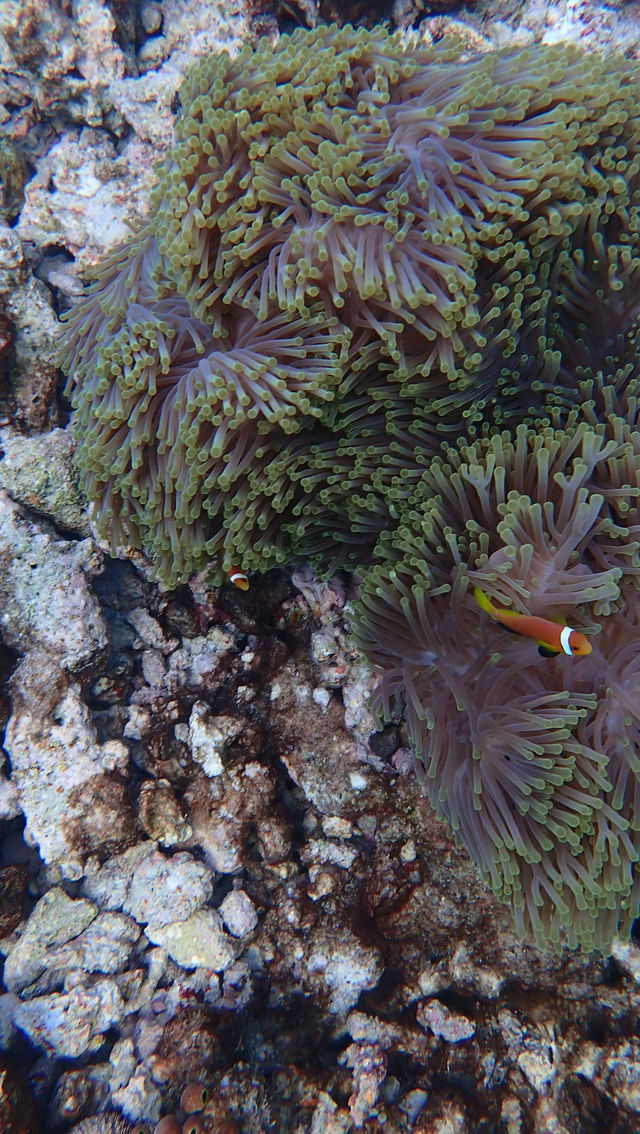 Best House Reef Snorkeling at NH Collection