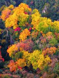 國慶後錯峰遊一定帶父母來看光霧山紅葉