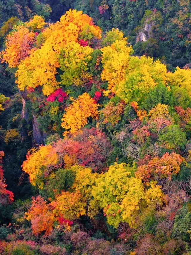 國慶後錯峰遊一定帶父母來看光霧山紅葉