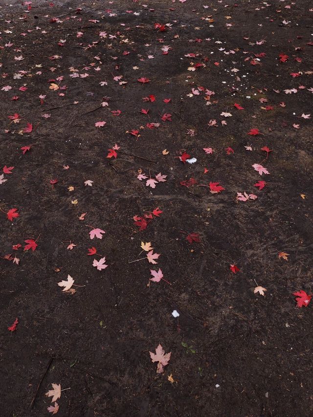 冰雪童話哈爾濱，第一場雪！