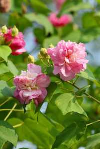 風過木芙蓉，如詩如畫的絕美秋色